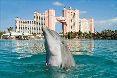 Dolphin in front of Royal Towers 