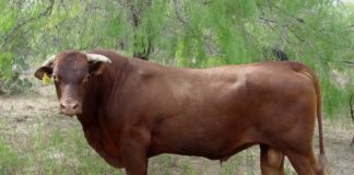 Chcesz zagrać w „Byczy Poker”?