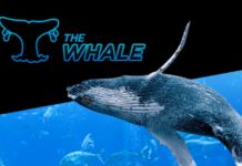 Specjalna edycja turnieju „Baby Whale ” na 888poker już 15 stycznia. 500K gtd!