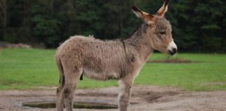 Kiedy donk bet bet na flopie ma sens? Część 3/4