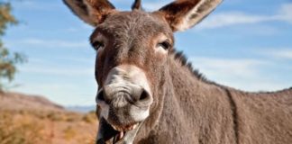 Kiedy donk bet bet na flopie ma sens? Część 2/4