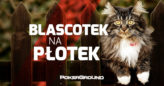 Blascotek na płotek – 001