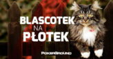 Blascotek na płotek – reaktywacja