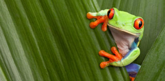 Nie tak szybko, panie Żabka, bo dojdzie pan ostatni Żaba